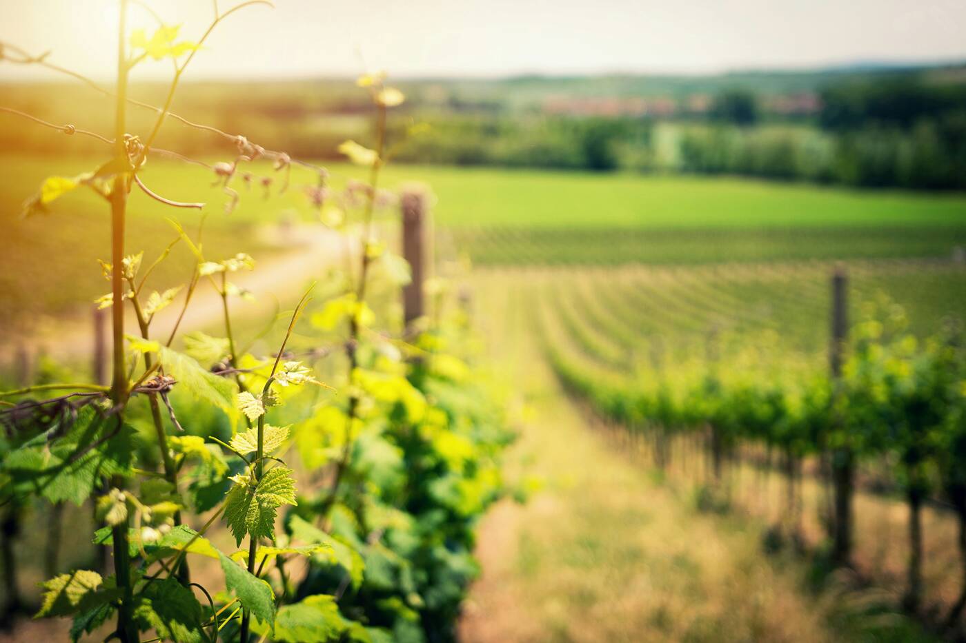 Viniforce, premier groupement indépendant français de fourniture, matériel et emballage vinicole et brassicole